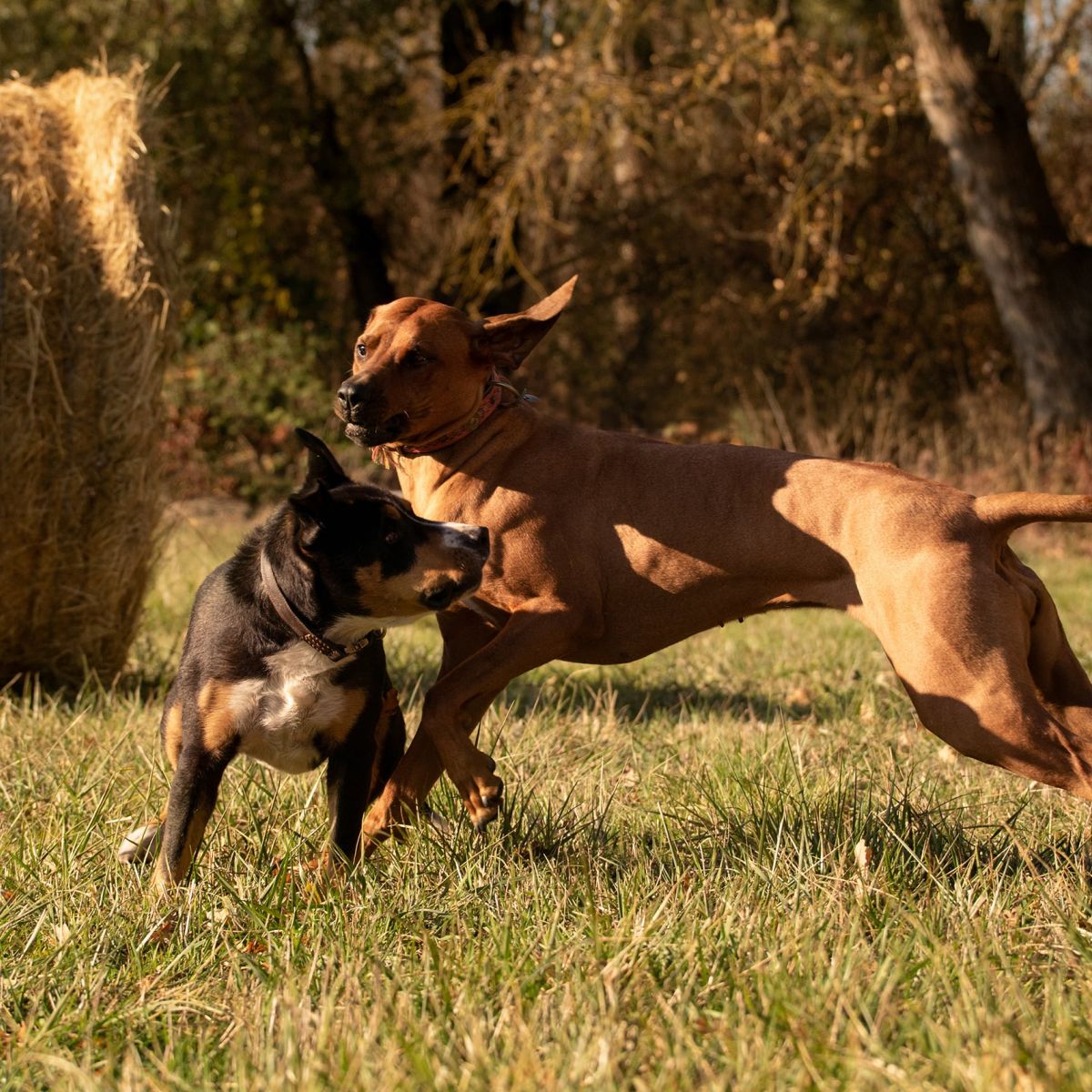 Einzeltraining 1